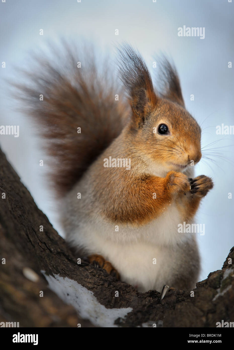Das Eichhörnchen. Stockfoto