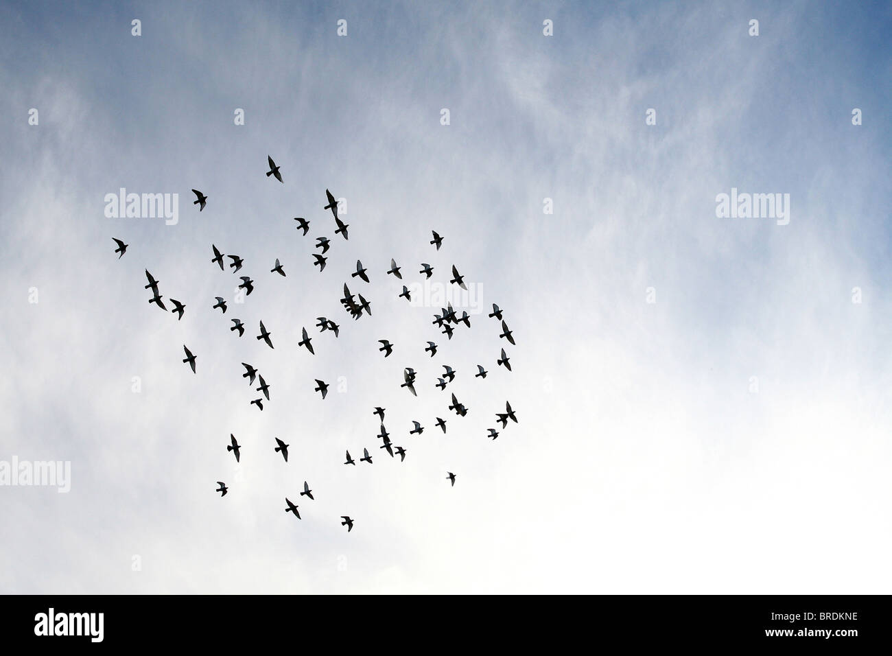 Viele Vögel fliegen in den Himmel in einer Gruppe Stockfoto