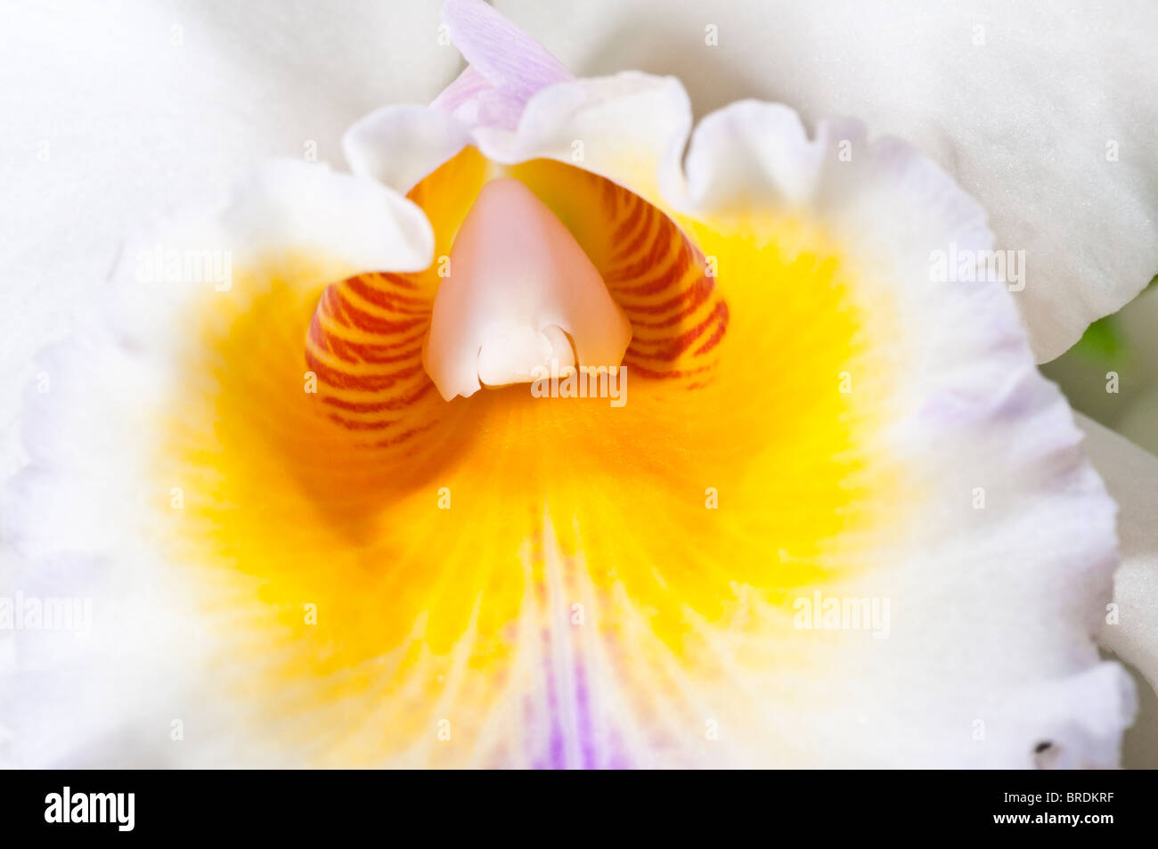 Cattleya, No ID Ausläufern Orchideen Show, Calgary, Alberta, Kanada Stockfoto