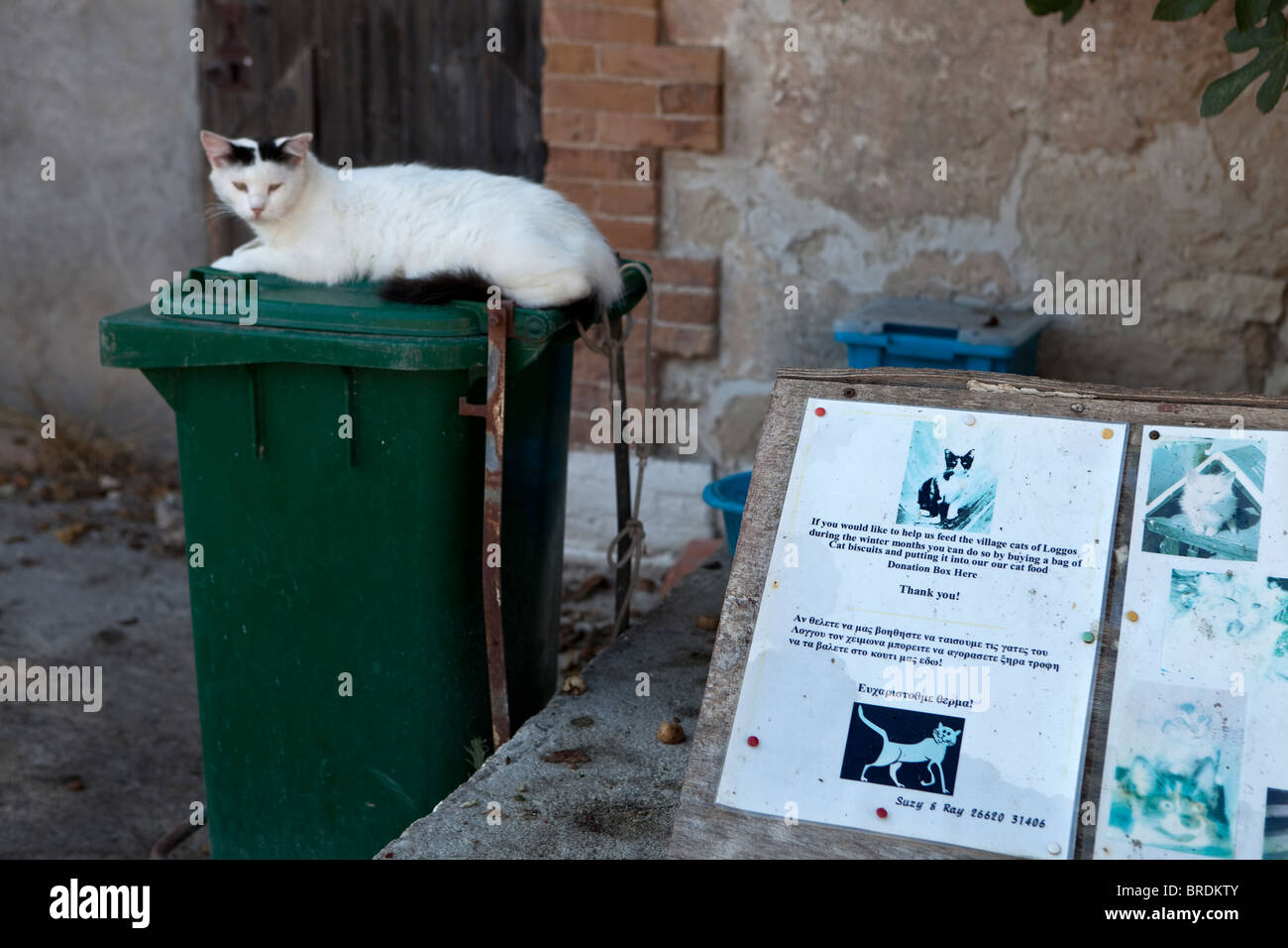 Griechische Kat. Stockfoto