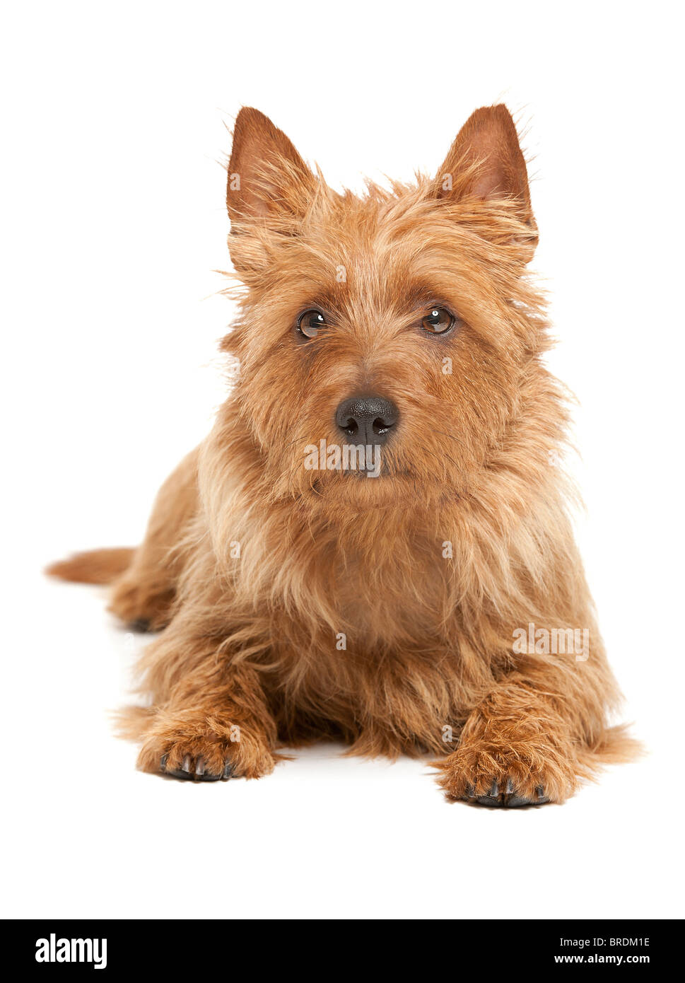 eine niedliche Australian Terrier auf Whita Hintergrund Stockfoto