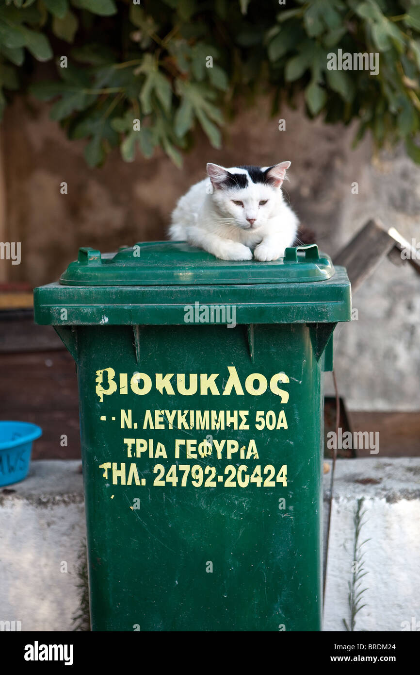 Griechische Kat. Stockfoto