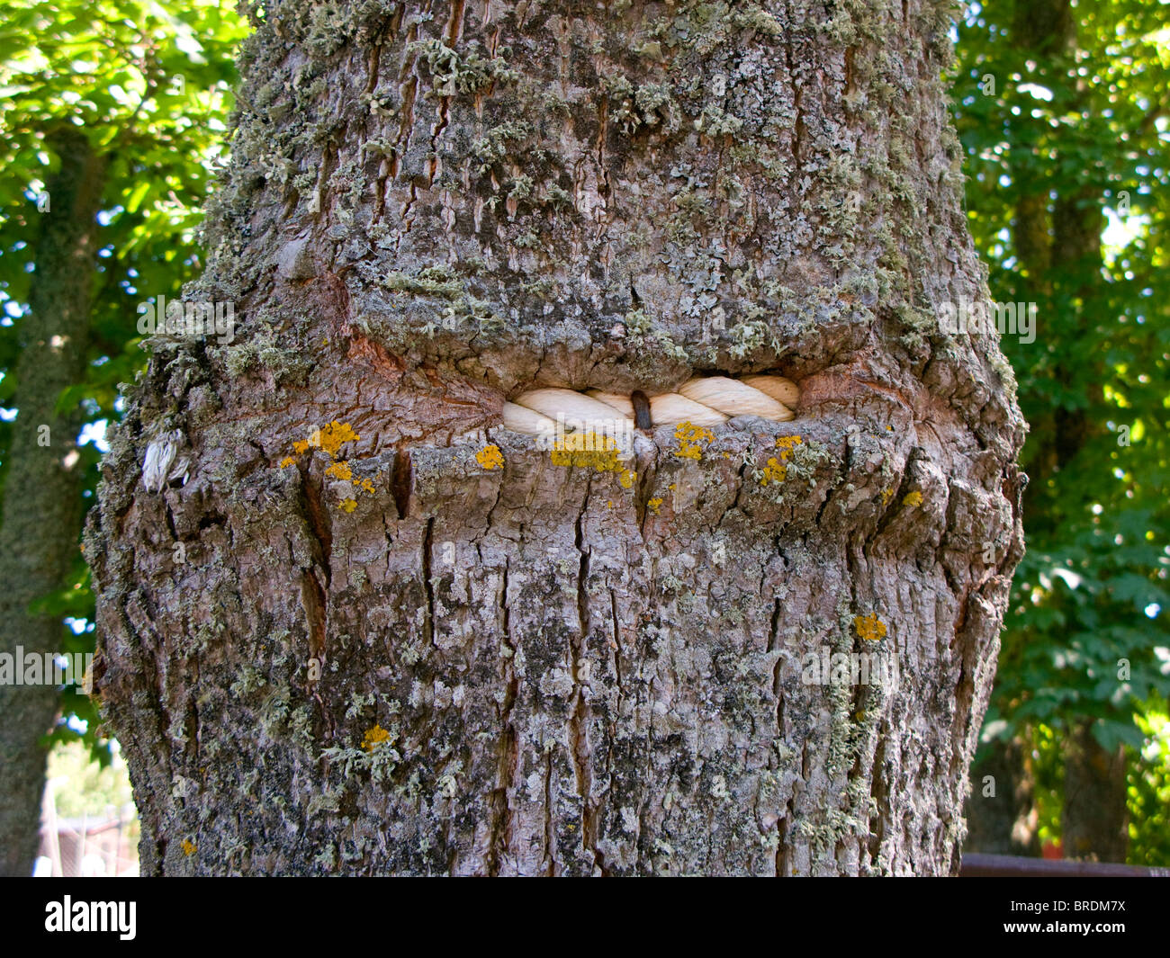 Die Rinde eines Baumes ist um ein Seil an einem Baum gewachsen. Stockfoto