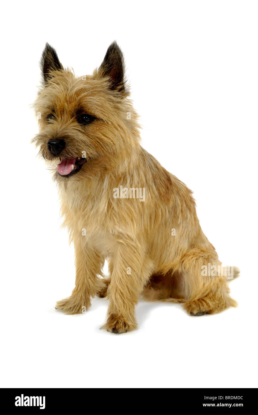 Süßer Hund glücklicher sitzt auf einem weißen Hintergrund. Die Rasse des Hundes ist ein Cairn-Terrier. Stockfoto