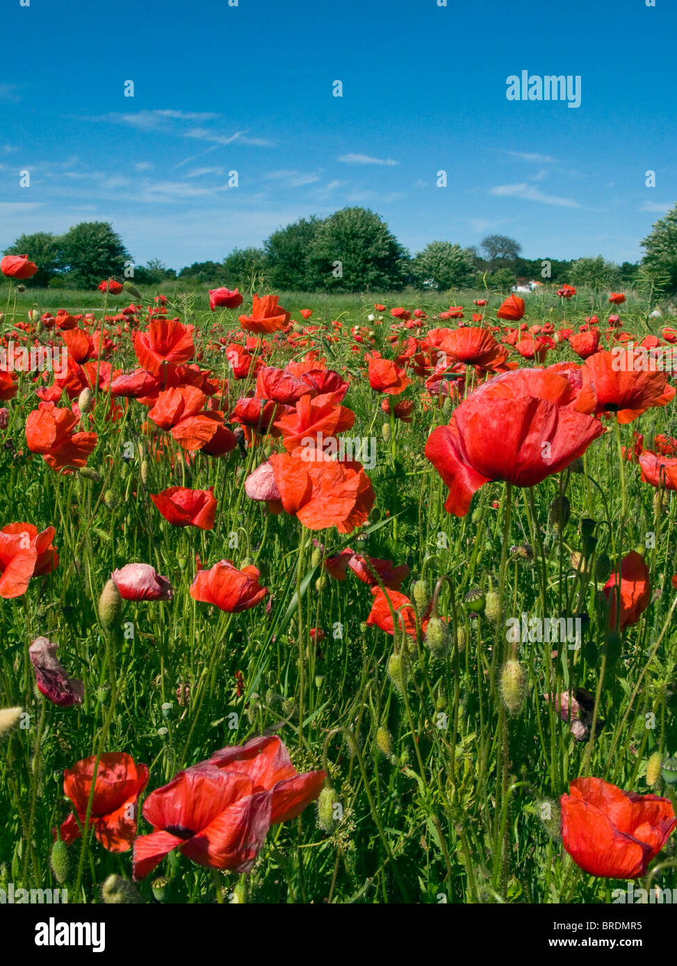 Ein Feld von roten Mohnblumen gegen einen blauen Sommerhimmel Stockfoto