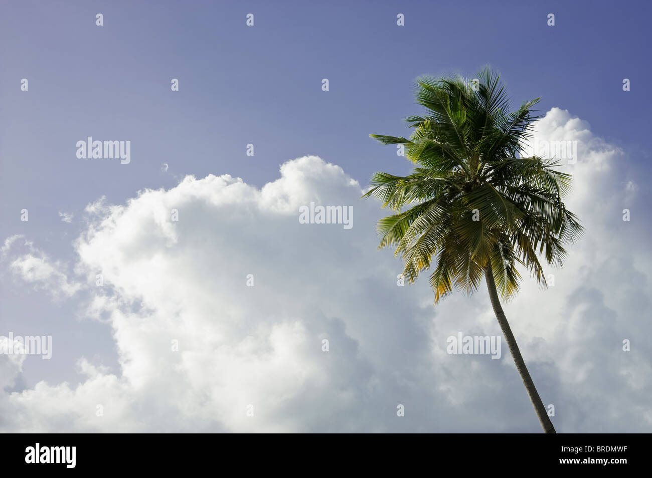 Einsame Palme und blauer Himmel mit Wolken Stockfoto