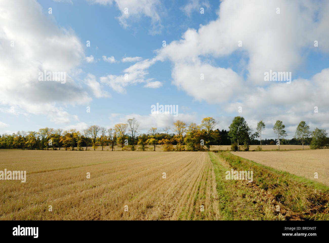 Geerntete Felder im Herbst Stockfoto