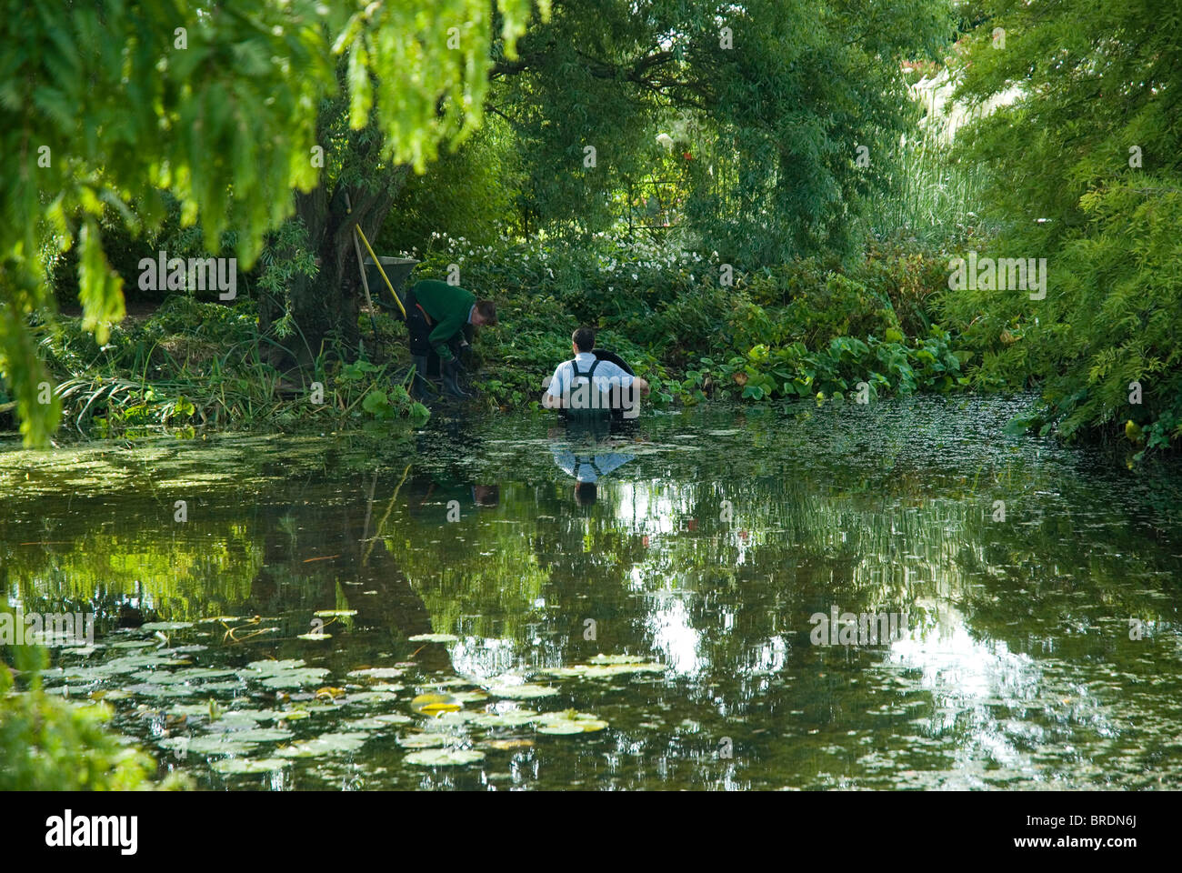 Löschen einen Teich von Unkrautwachstum. Stockfoto