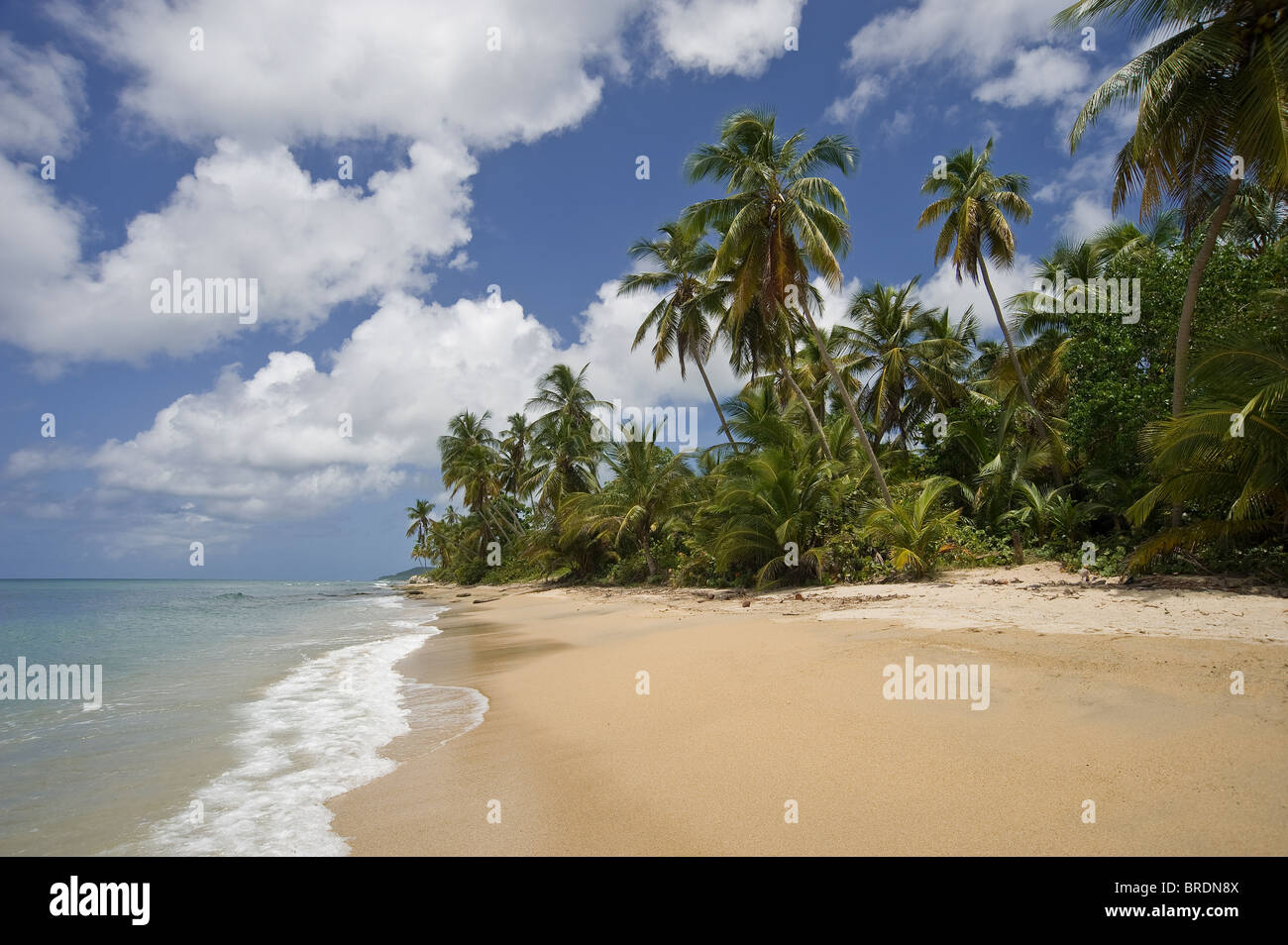 Surfen, Wellen & Schaum auf abgelegenen einsamen Strand, Vieques Puerto Rico Stockfoto