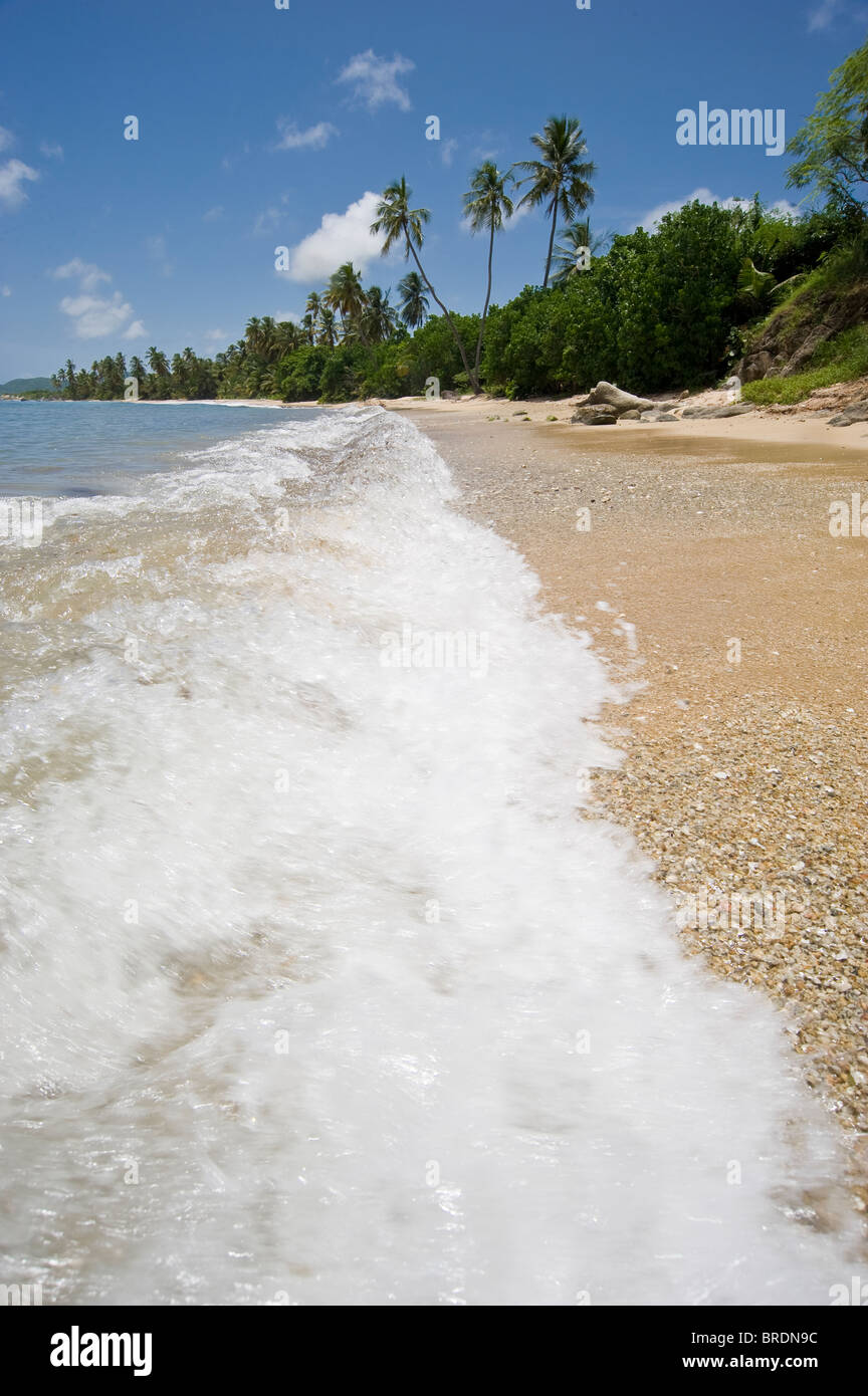 Nahaufnahme von Wellen und Brandung am Strand mit Palmen im Low Angle View Stockfoto