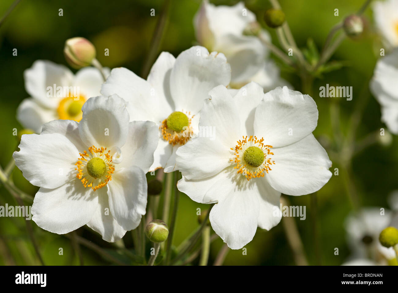 England UK. Weiß japanische Anemonen blühen im Frühherbst (Anemone x hybrida) Stockfoto