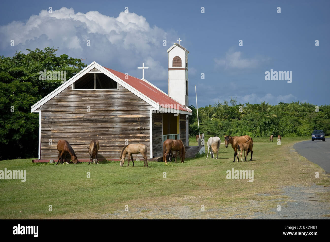 Wilde wilden Pferden und Kirche, Vieques Puerto Rico USA Stockfoto