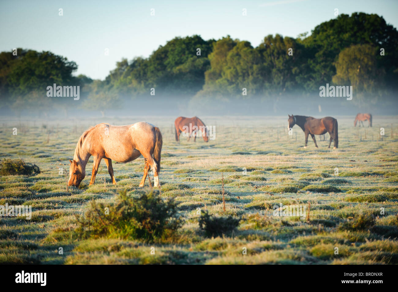 Shetland-Ponys bei Sonnenaufgang, Balmer Rasen in der Nähe von Brockenhurst, New Forest, Hampshire, England, UK Stockfoto