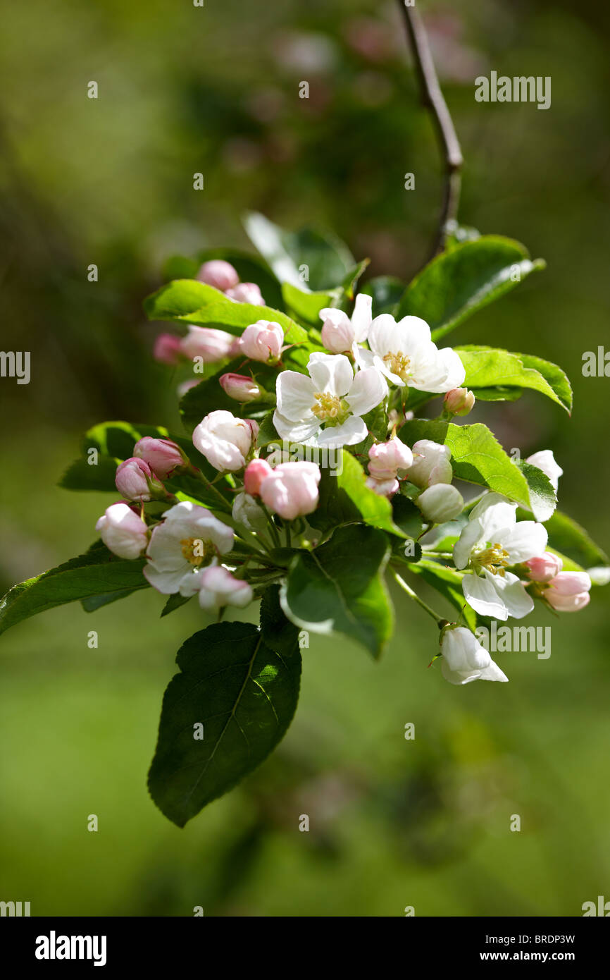 Crab Apple Blossom Malus X robusta "Red Sentinel Stockfotografie Alamy
