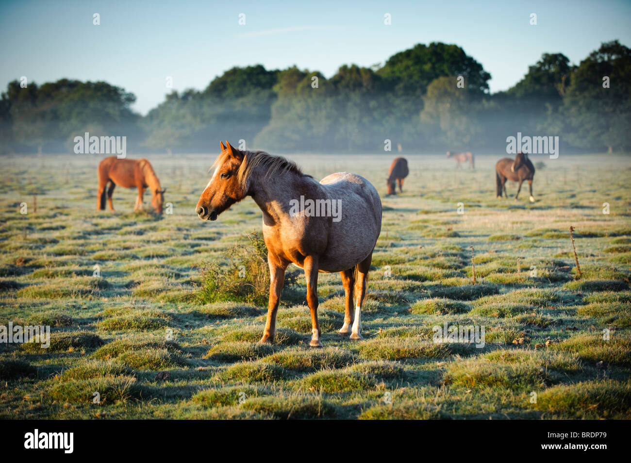 Pferde bei Sonnenaufgang, Balmer Rasen in der Nähe von Brockenhurst, New Forest, Hampshire, England, UK Stockfoto