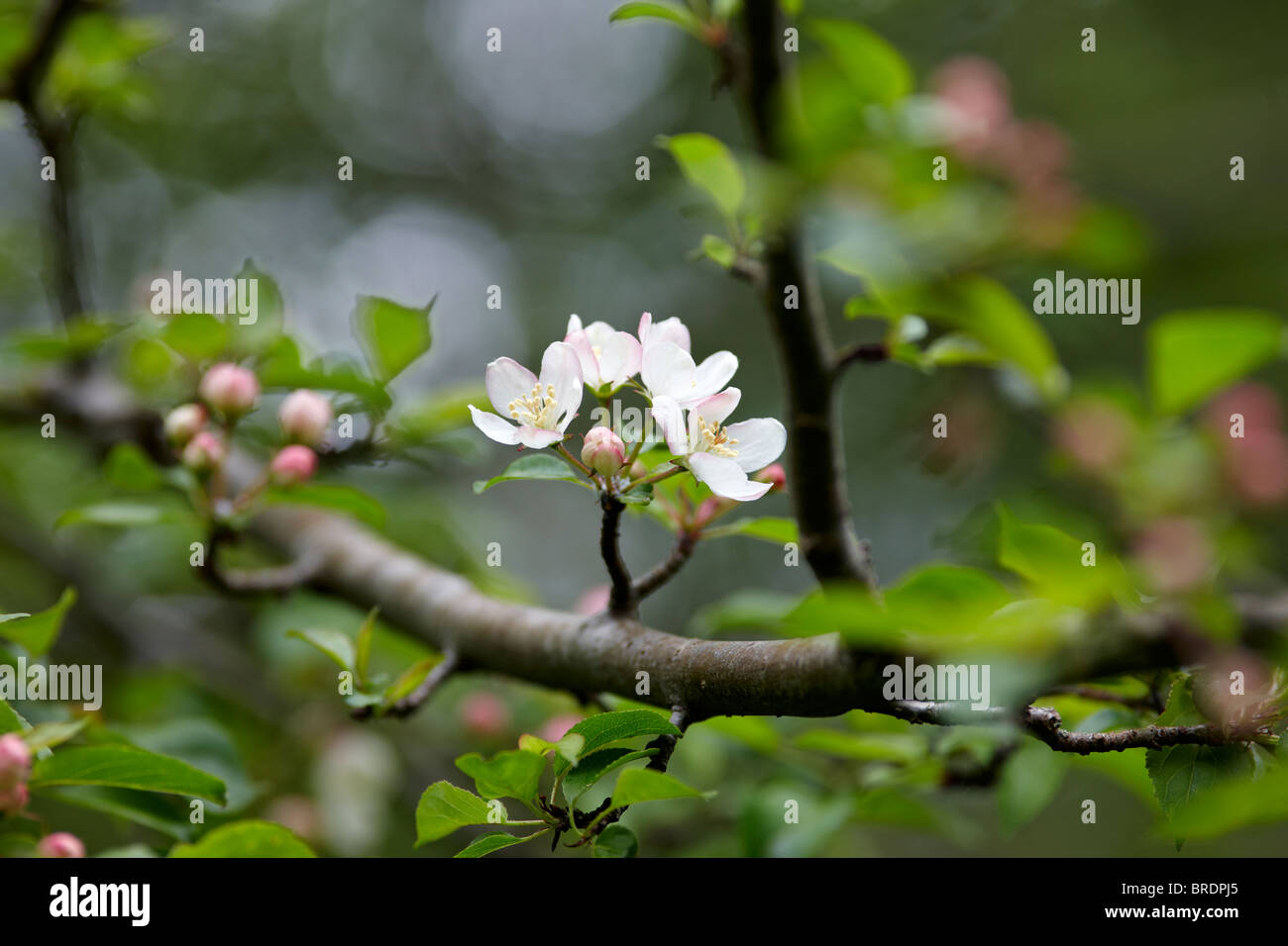 Wilde Crab Apple Blossom - Malus Sylvestris Var sylvestris Stockfoto