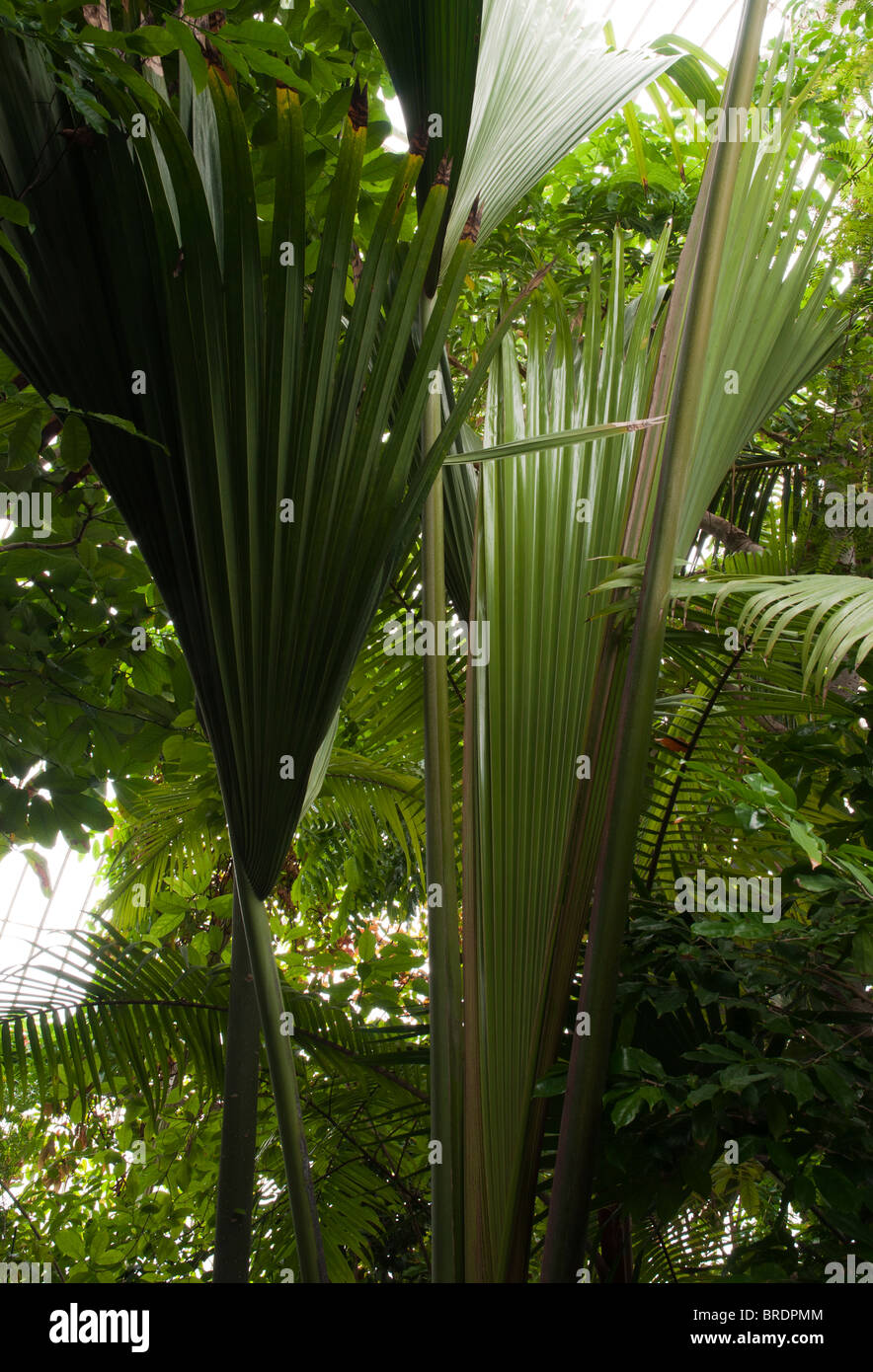 Lodoicea Maldivica, Coco de mi. Palm mit größten Frucht, schwerste Samen, größte Blumen jede Palme. Stockfoto