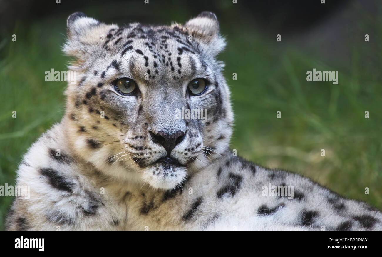 Junge snow Leopard auf der Suche nach rechts mit einem Weichzeichner grün Hintergrund Stockfoto