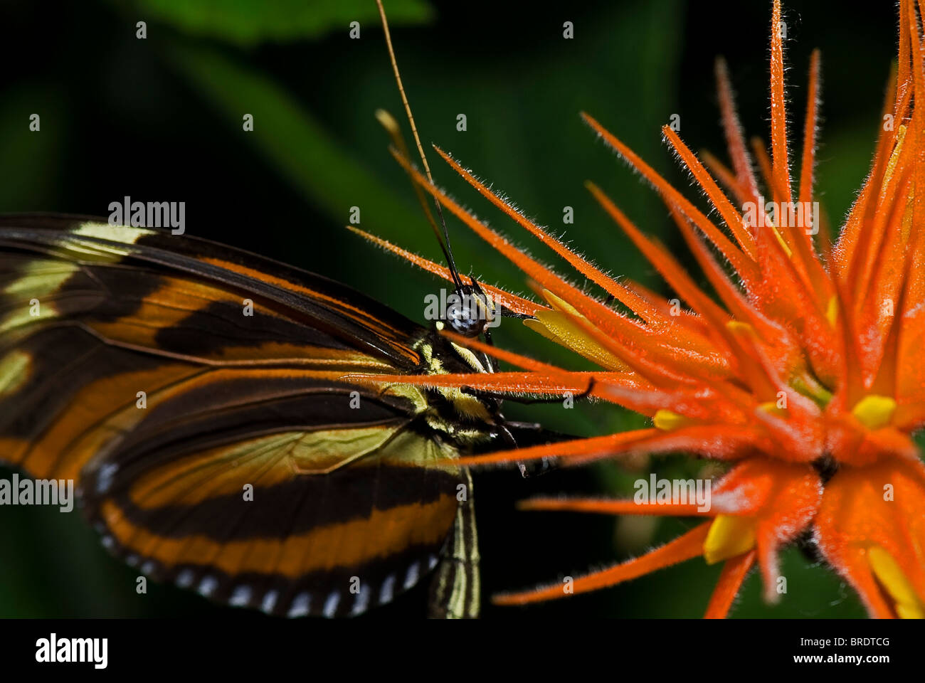 Ein Tiger Longwing Schmetterling (Heliconius Aigeus), von der Familie Nymphalidae, gemeinsame aus Mexiko durch den peruanischen Amazonas. Stockfoto