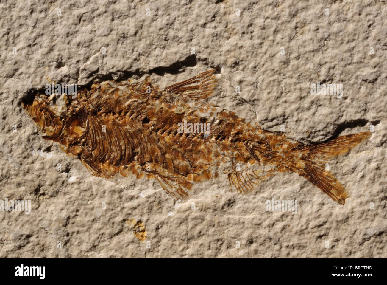 Versteinerter Fisch in Stein - Fossil Stockfoto