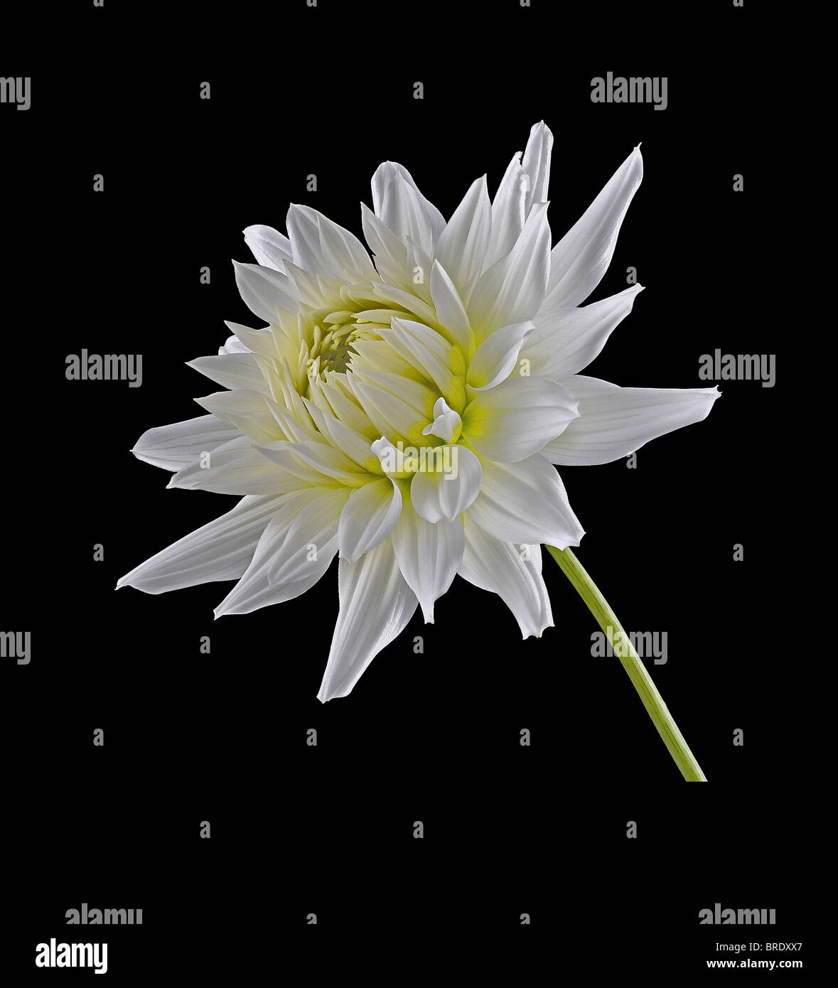 Weiße Dahlie (Asteraceae) - Studio-Bild Stockfoto