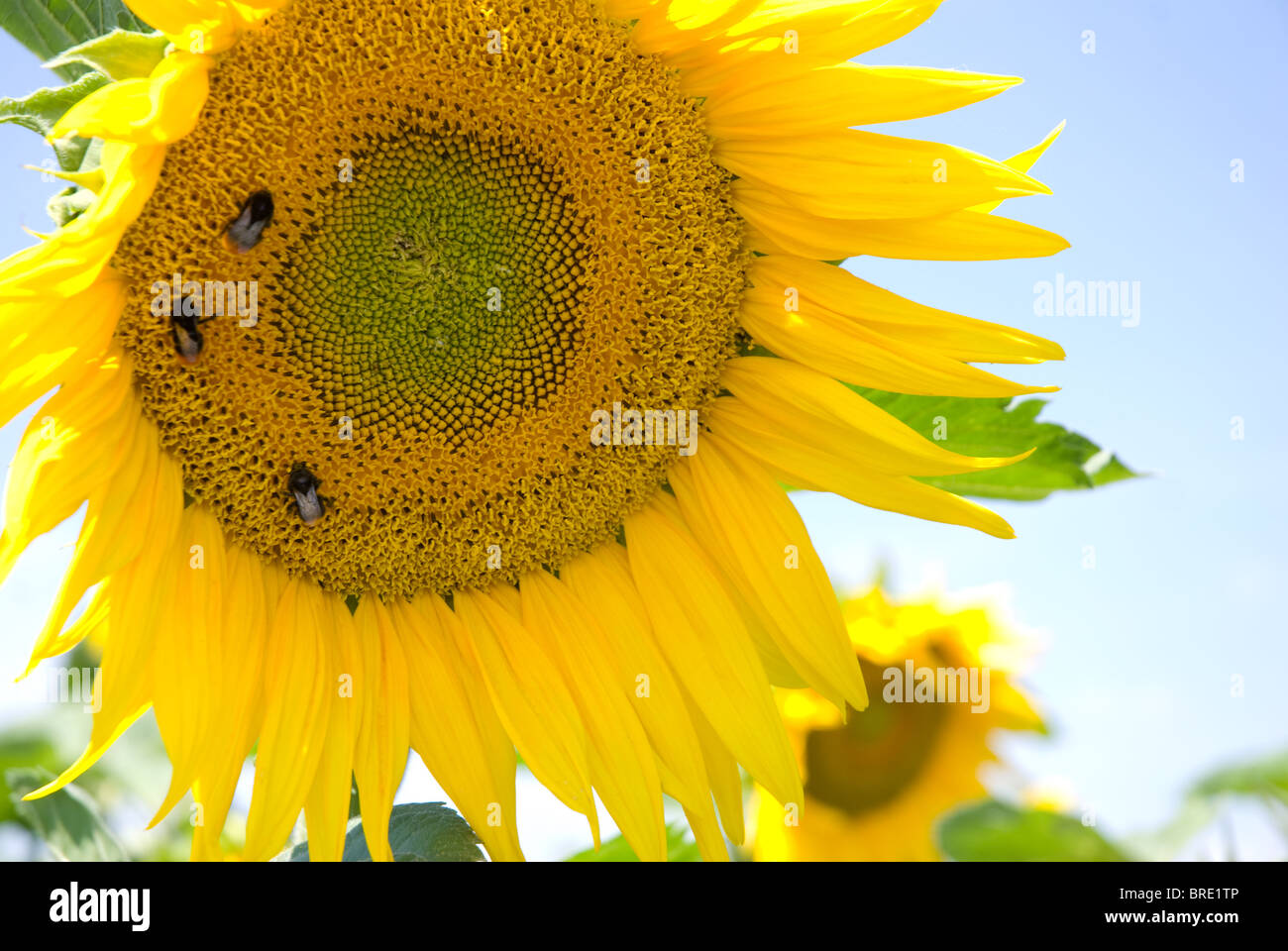 Hummeln unter Nektar auf gelben Sonnenblume Stockfoto