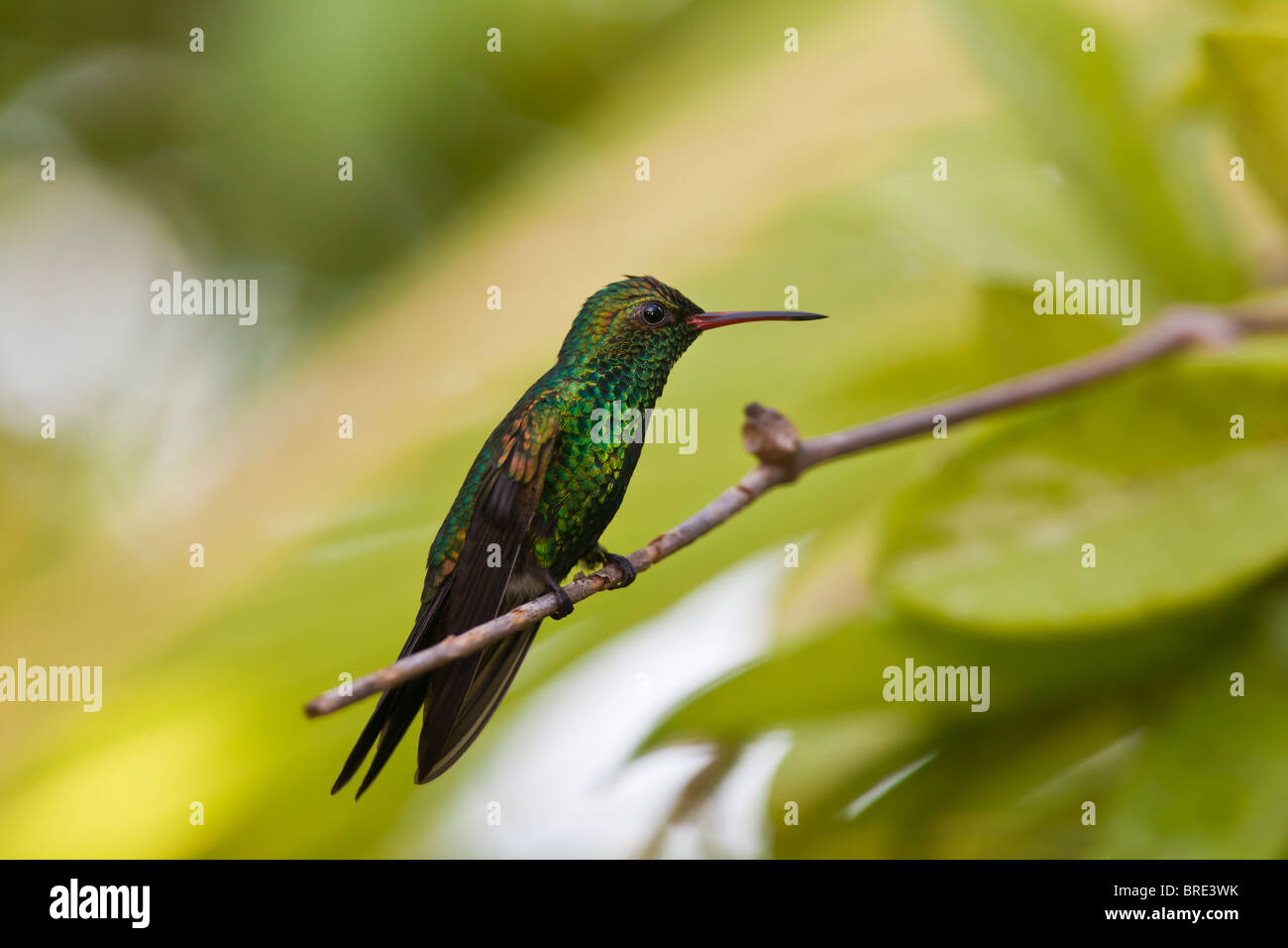 Grün-breasted Mango (Anthracothorax Prevostii) in Roatan, Honduras Stockfoto