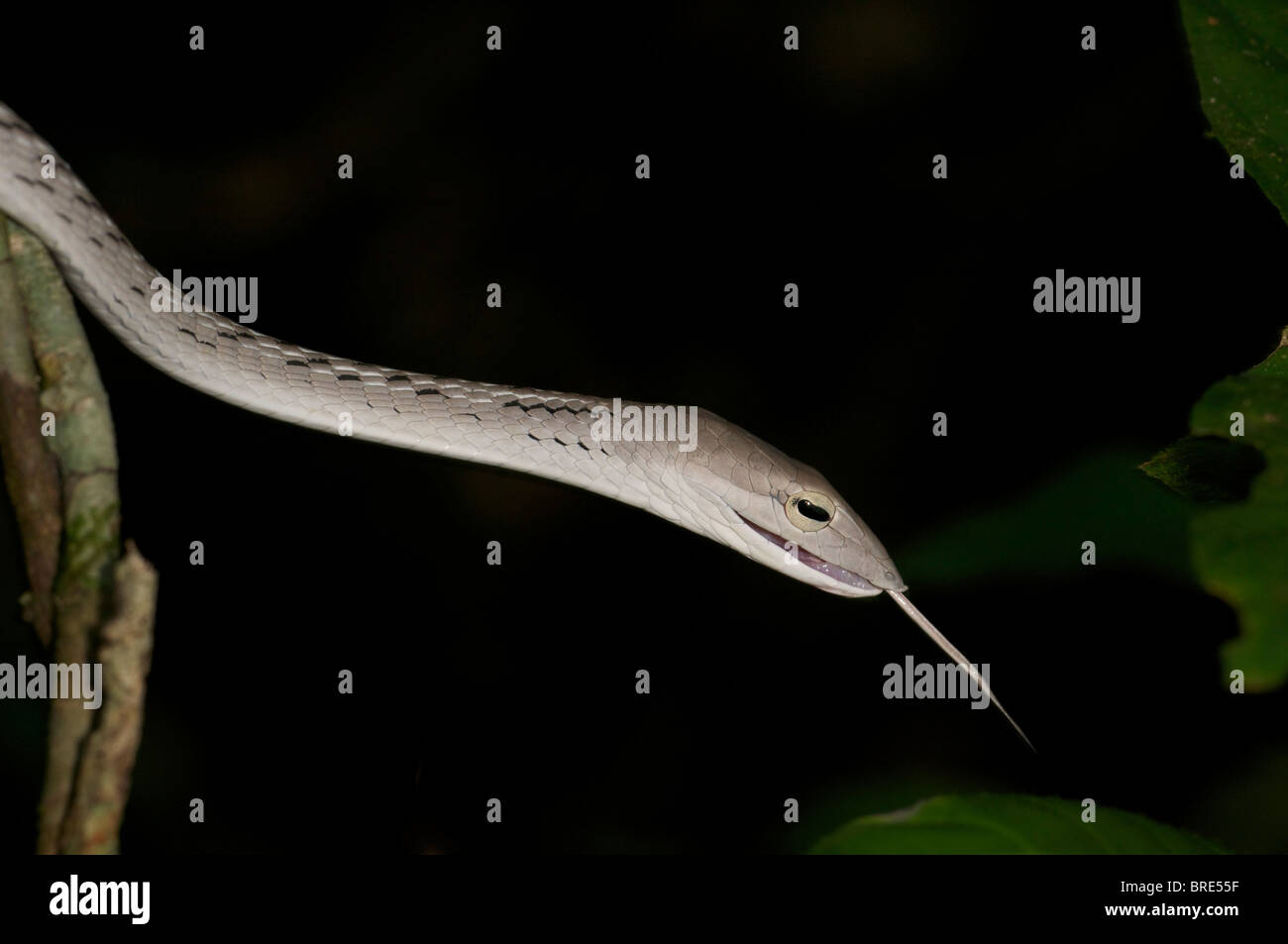Wilde Ahaetulla Prasina, Schlange grün Peitsche oder Rebe Schlange. Dieses wilde Exemplar wurde in Pang Sida Nationalpark, Thailand gesehen. Das habe ich Stockfoto