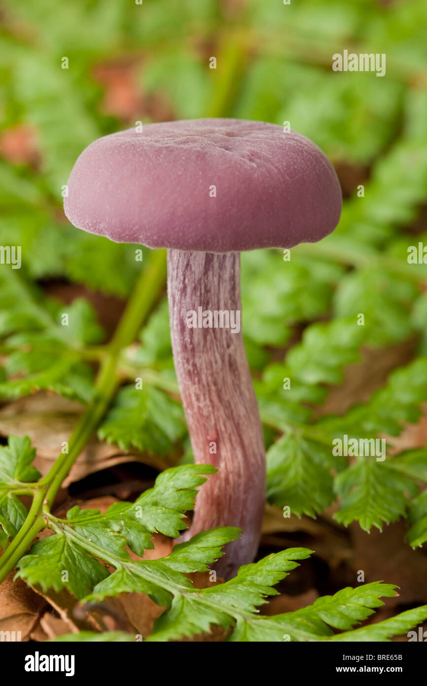 Der Amethyst Betrüger Pilz (Lacktrichterling Amethystina) Stockfoto