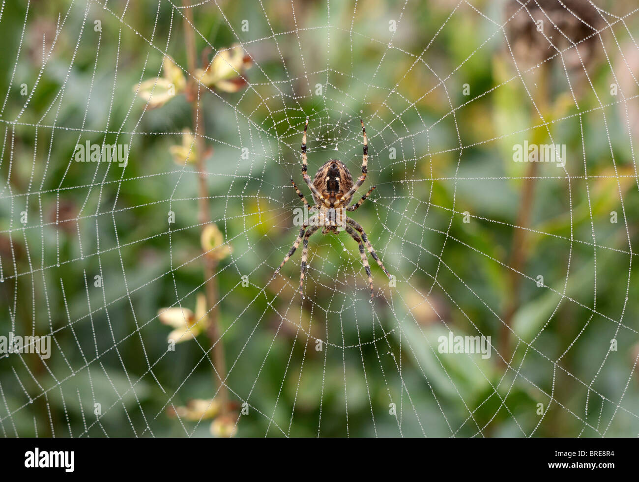 Spider und Web, nebligen Herbstmorgen 1 Stockfoto