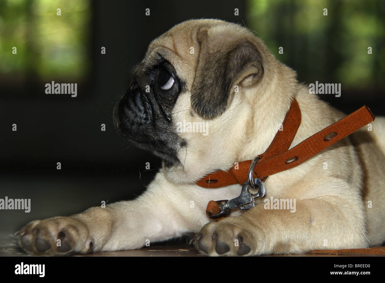 Mops am 23. All India allen Hunderassen Dog Show in Chandra Sekharan