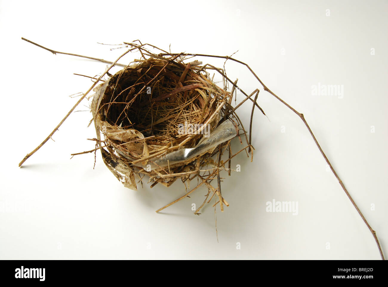 Entleeren des Kardinals Nest weißen Hintergrund Stockfoto