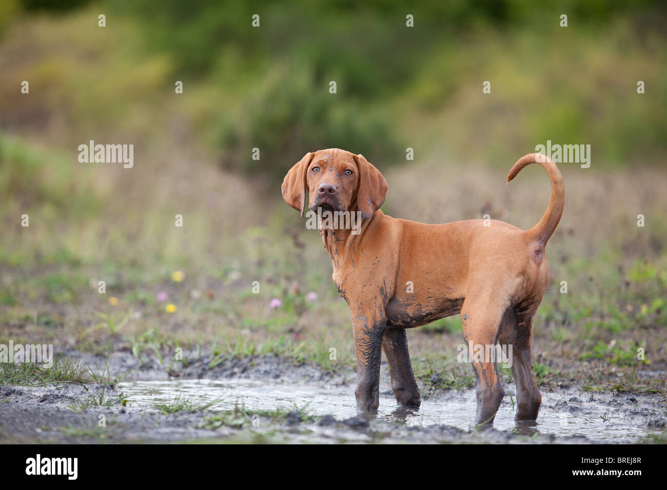 Ungarische Vizsla Welpen spielen in schlammigen Pfütze Stockfoto