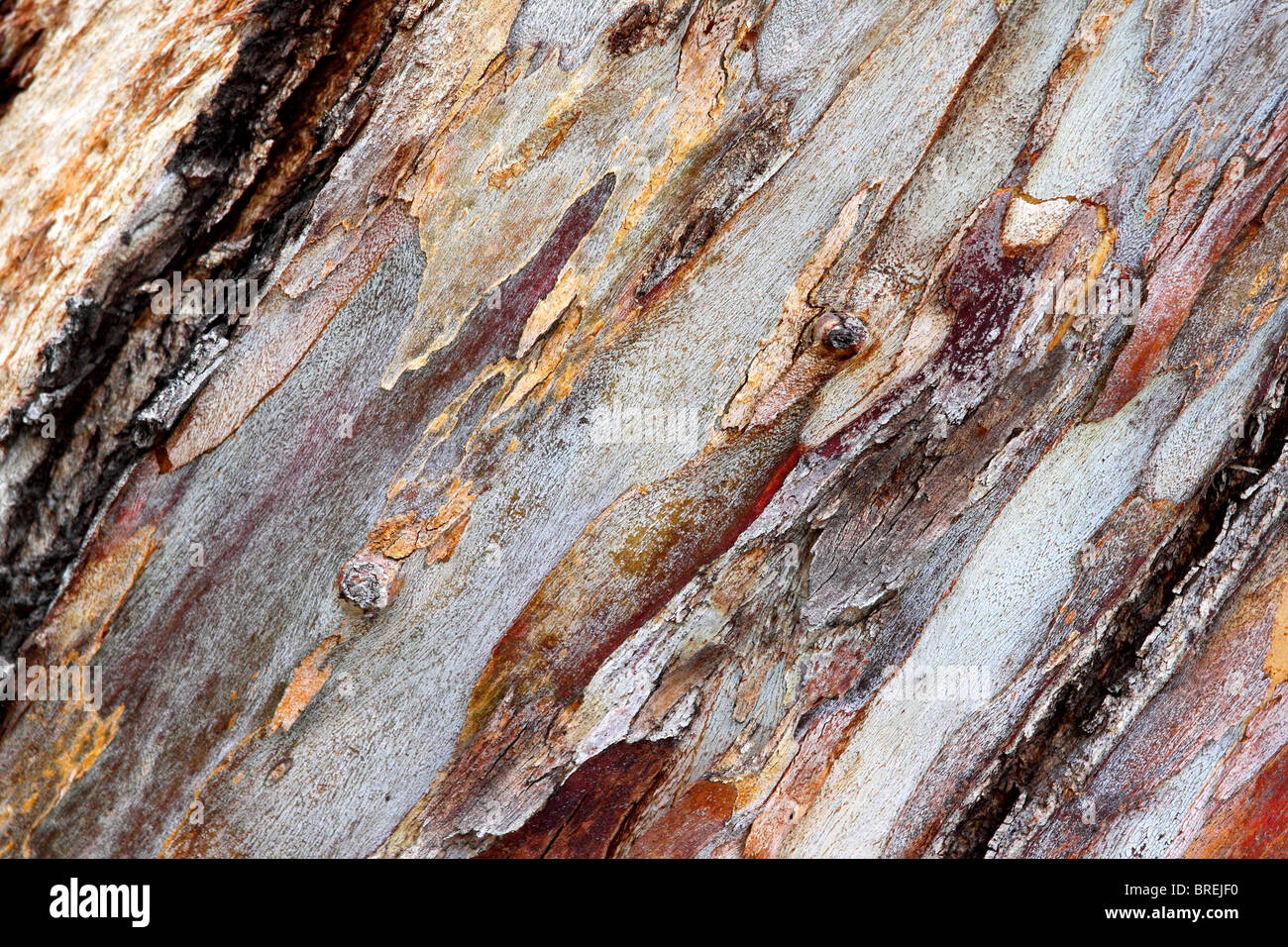 Nahaufnahme Textur Schuss von Eukalyptus-Baum-Rinde für Texturen Stockfoto