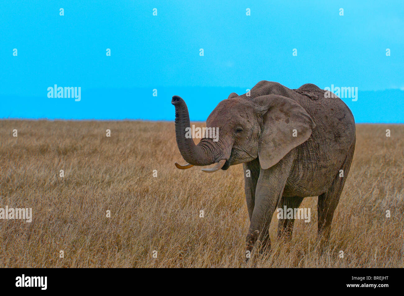 Afrikanischer Elefant, Loxodonta Africana, Masai Mara National Reserve, Kenia, Afrika Stockfoto