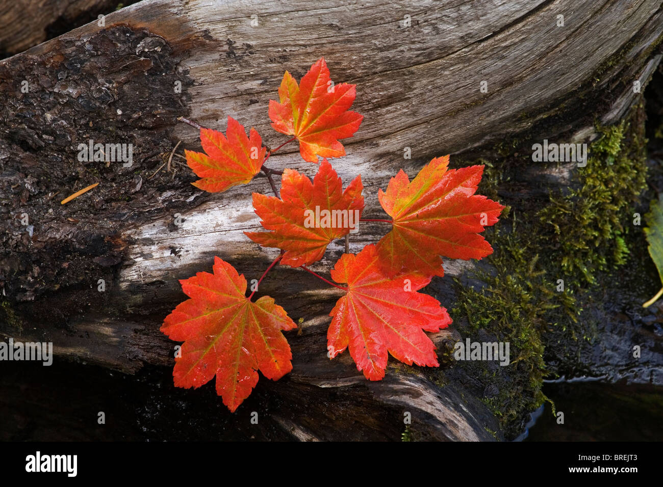 Rebe Ahorn Lealves in Oregon Cascade Mountains im September Stockfoto