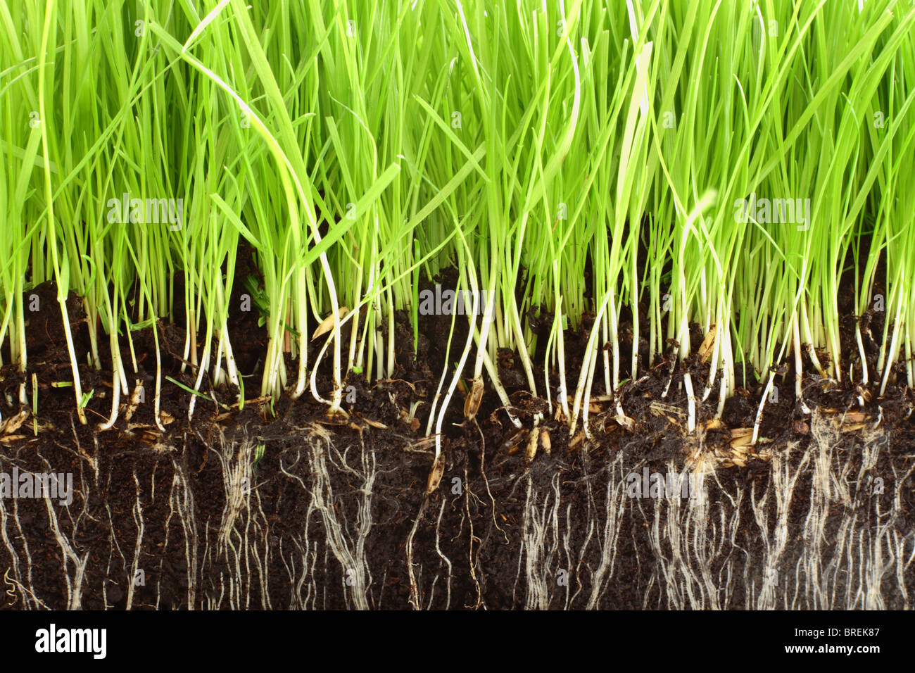 Frische Gräser wachsen in Kompost mit Nahaufnahme Detail der Wurzeln zeigen. Stockfoto