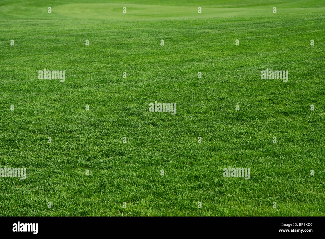 Rasen Sie auf einem Golfplatz Stockfoto