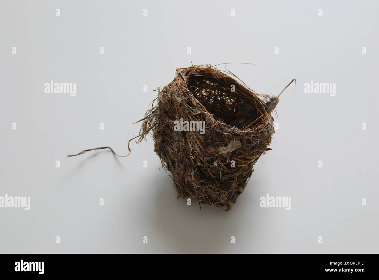 Die Warbler Nest weißen Hintergrund Stockfoto