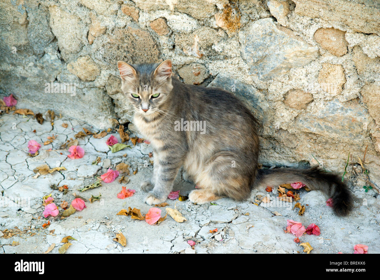 griechischen Katze Pefkos Lindos Rhodos Dodekanes Inseln Griechenland Stockfoto