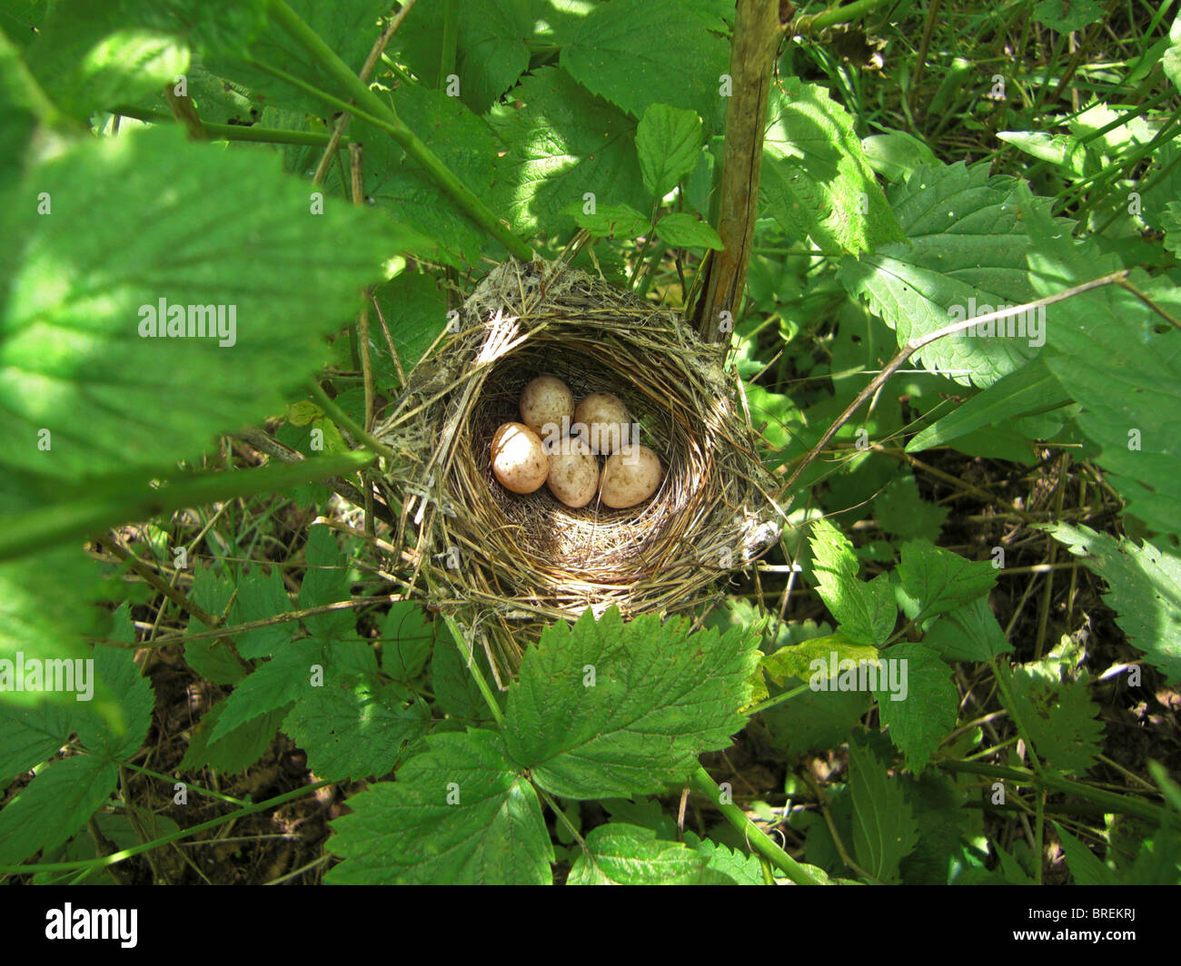 Nest & Eiern der Mönchsgrasmücke (Sylvia Atricapilla) Stockfoto