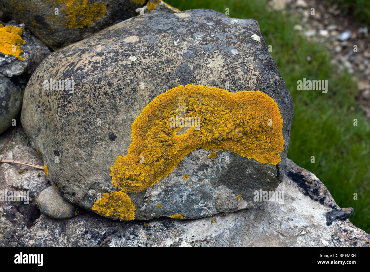 Gemeinsame Orange Flechten Gelb Maßstab Maritime Sunburst Flechten Ufer Flechten auf Stein Ravenglass Lake District, Cumbria Stockfoto