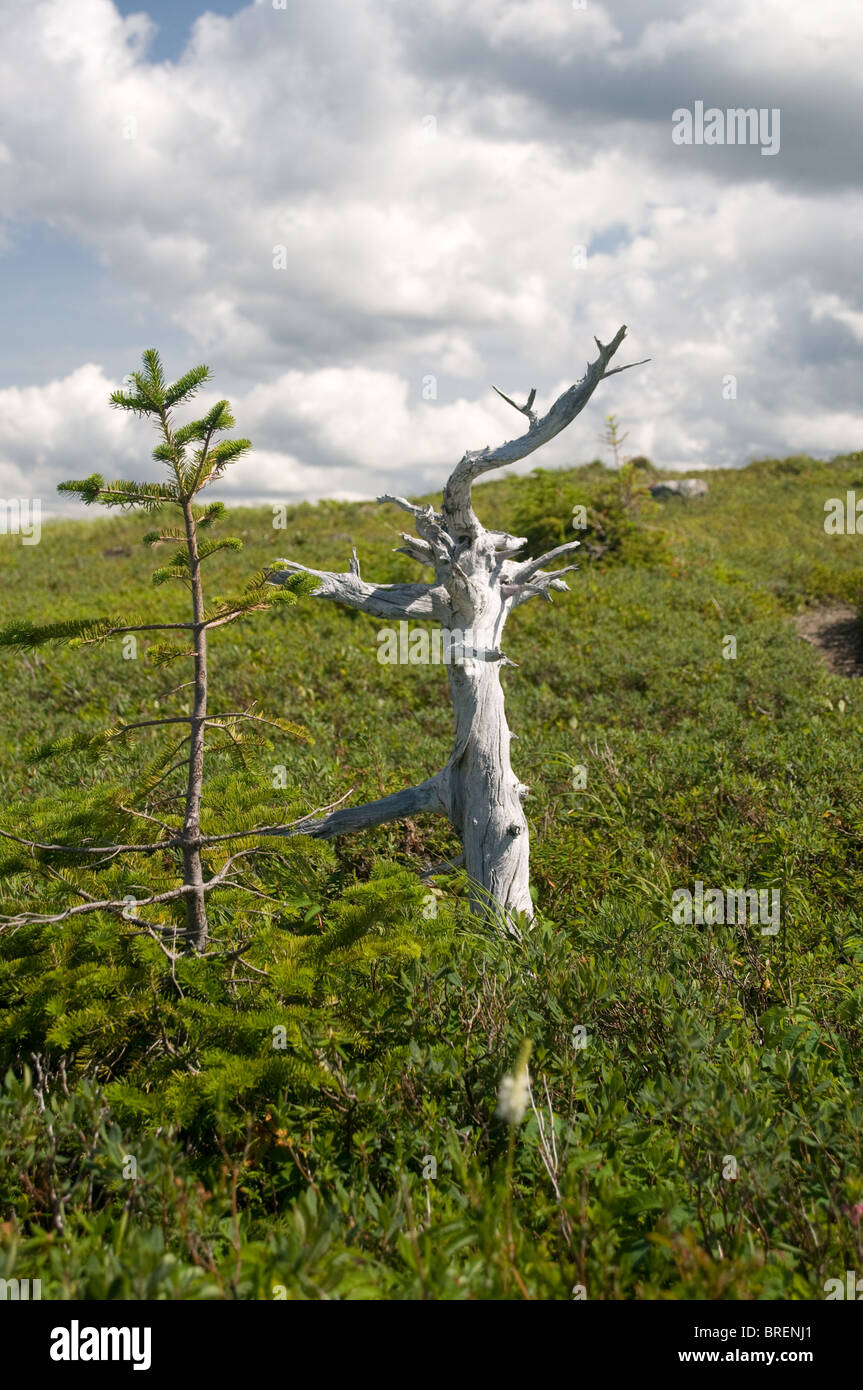 Zwei Treea eines Toten ein lebendig Lookout Trail Gros Morne National Park Neufundland und Labrador Stockfoto