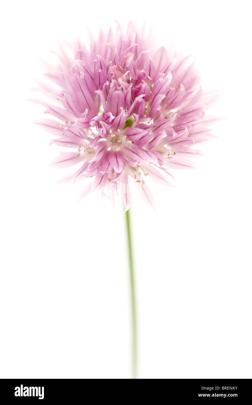 Makro-Foto von einem rosa Allium isoliert auf weiss Stockfoto