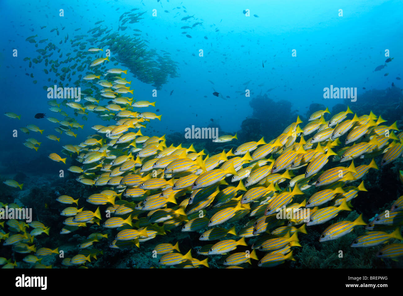 Bluestriped Seaperch (Lutjanus Kasmira), Untiefe, Gangga Island, Inseln Bangka, Nord-Sulawesi, Indonesien, Molukken Meer Stockfoto
