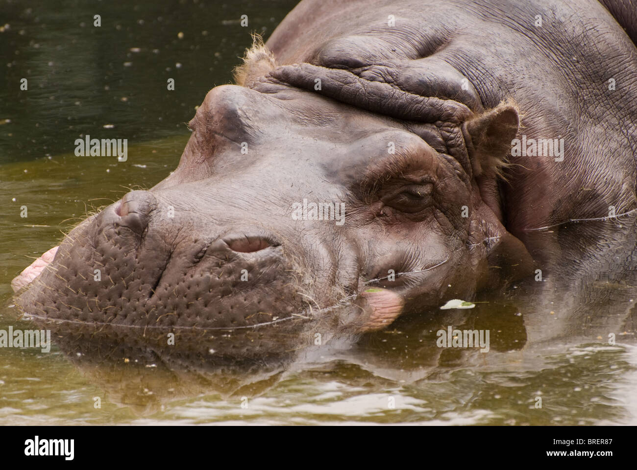 Riesige gelangweilt Nilpferd oder Hippo Tier Stockfoto