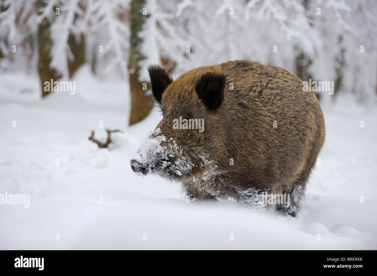Wildschwein (Sus Scrofa) im verschneiten Wald, Schwäbische Alb, Baden-Württemberg, Deutschland, Europa Stockfoto