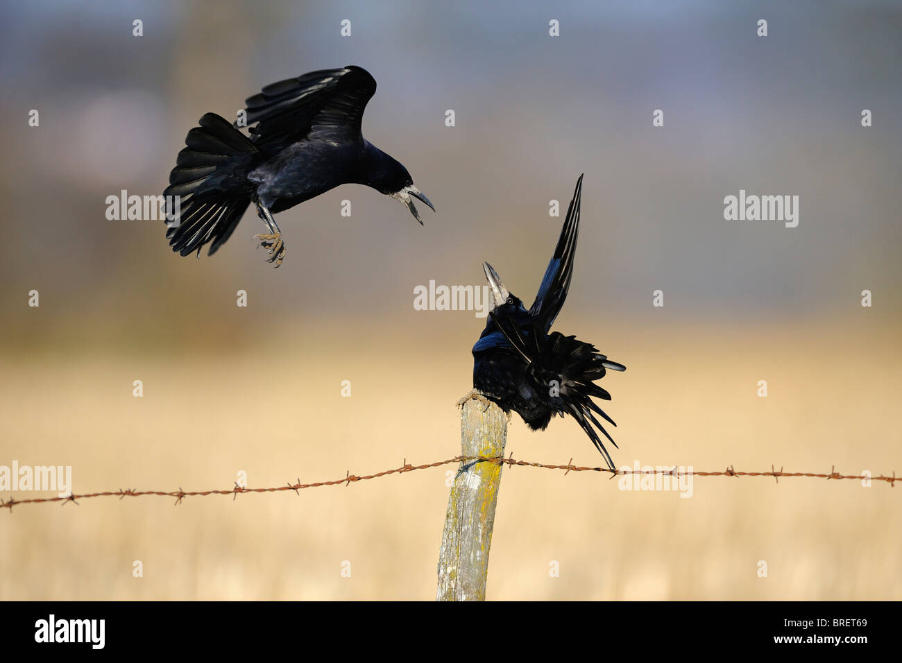 Saatkrähen (Corvus Frugilegus) auf einem Hochsitz, Weide-Zaun, Schwäbische Alb, Baden-Württemberg, Deutschland, Europa Stockfoto