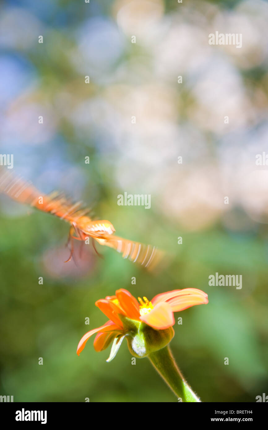 Schmetterling im Flug über eine Zinnia Blume, orange, Blütenblatt, Flügel Bewegungsunschärfe Bewegung bewegt Spannweite Landung Energie Aufwand verschwommen Stockfoto