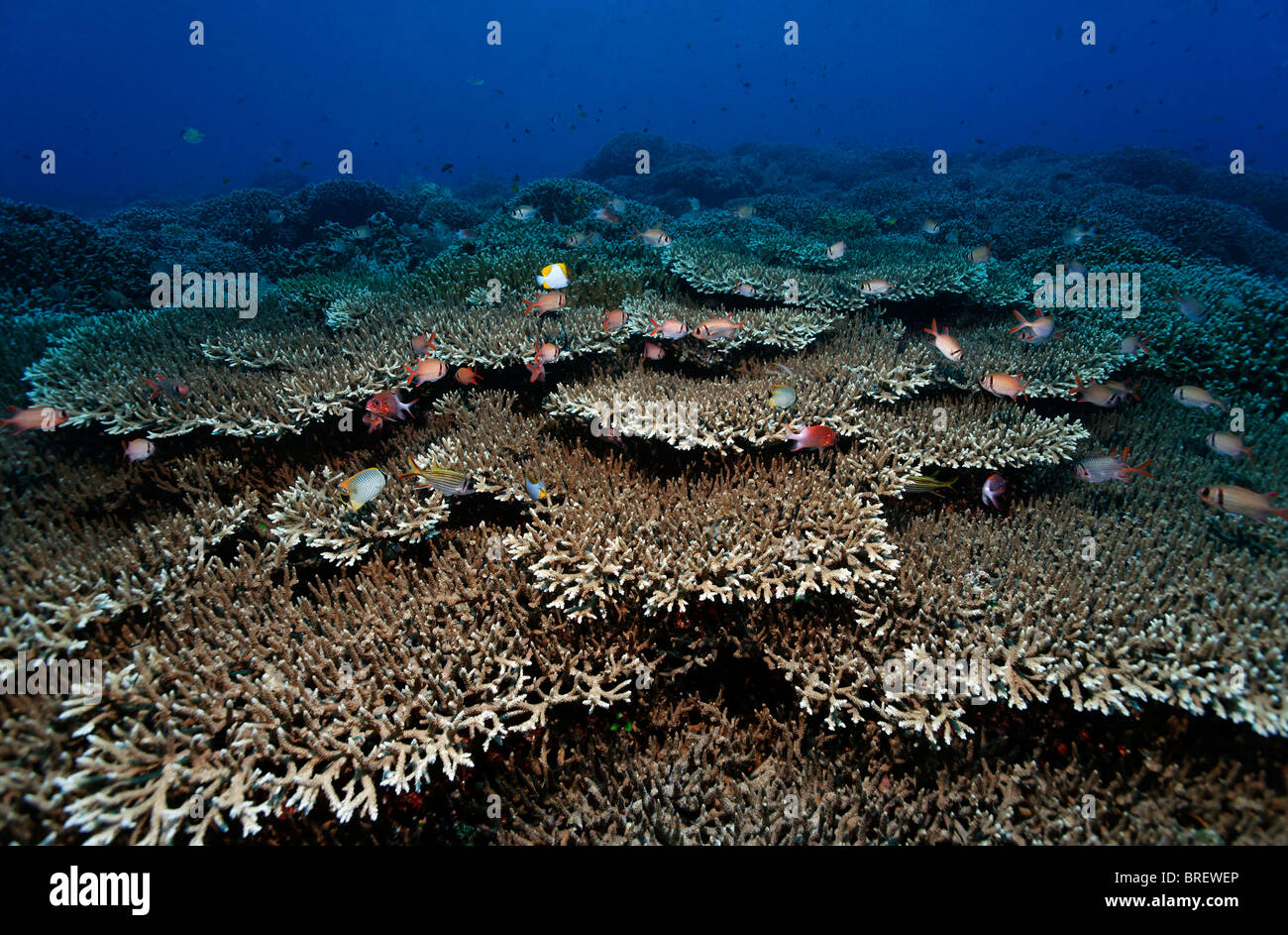 Zahlreiche verschiedene Korallen Fische schwimmen über dem Korallenriff mit Tabelle Korallen (Acropora SP.), Gangga Island, Inseln Bangka Stockfoto